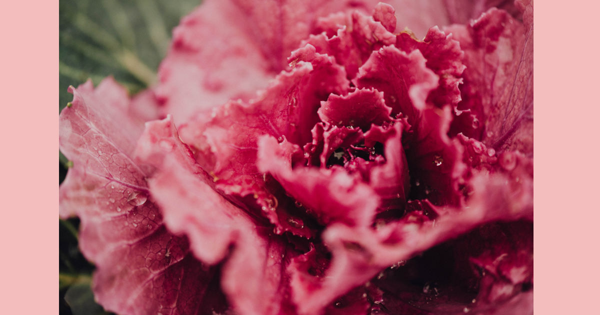 ピンク 薔薇